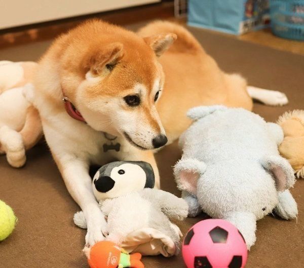 ぬいぐるみが好きな柴犬
