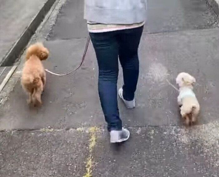 2匹と散歩