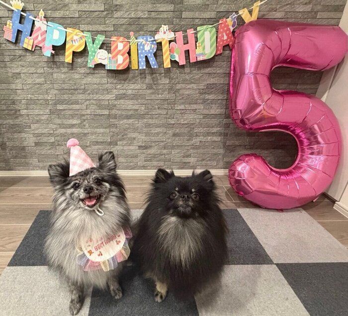 5才になったさくらちゃん