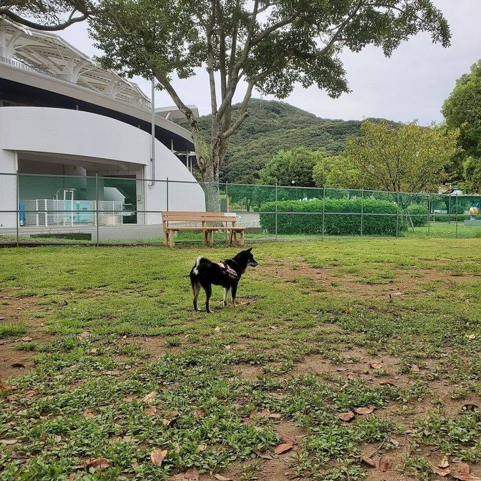 柴犬