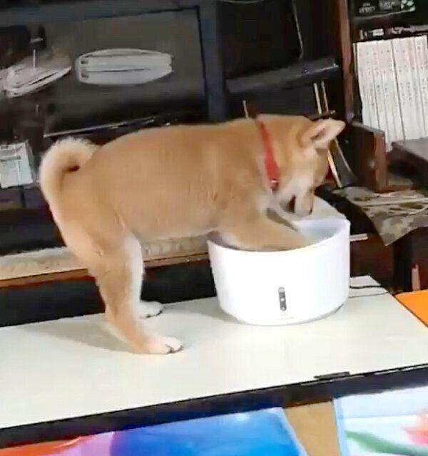 自動給水器で水遊びしてしまうこまちちゃん