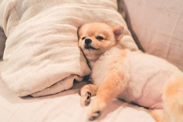 見つめる犬