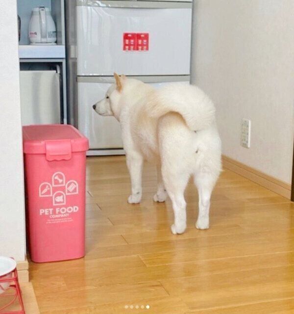 じわりじわりと近づいてくるきなこちゃん
