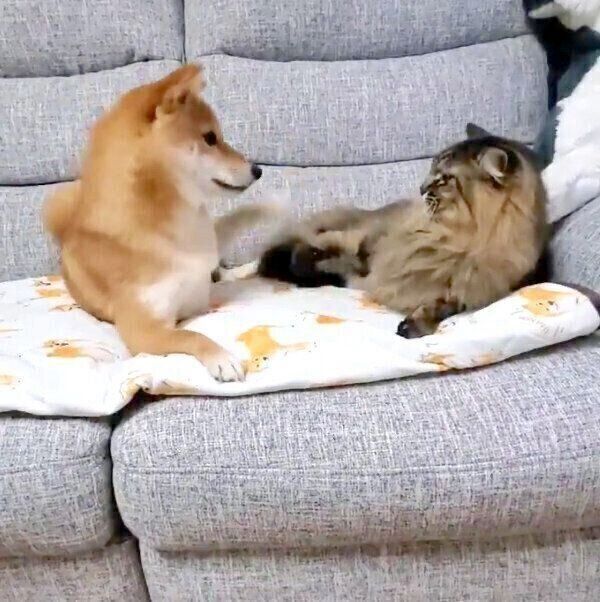 じゃれ合う犬のなつちゃんと、おばあちゃん猫のハナちゃん