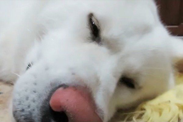 眠る秋田犬