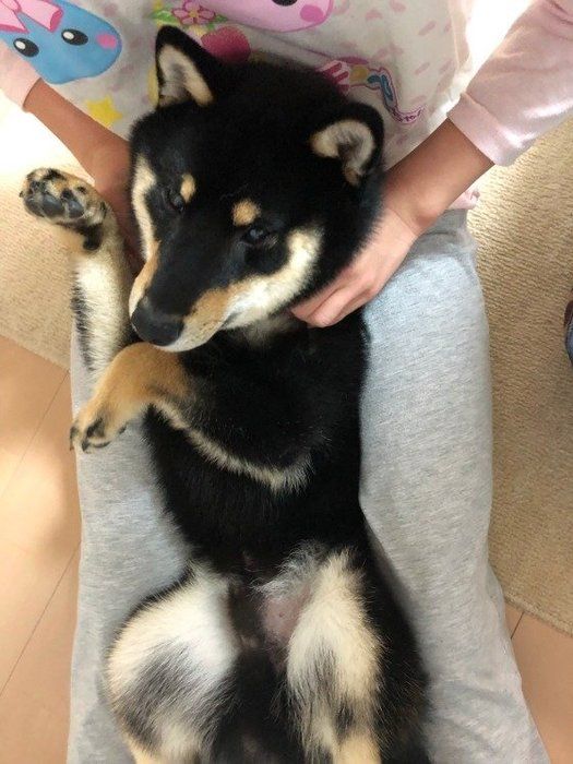 犬が急死しやすい病気