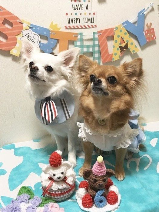 チワワ