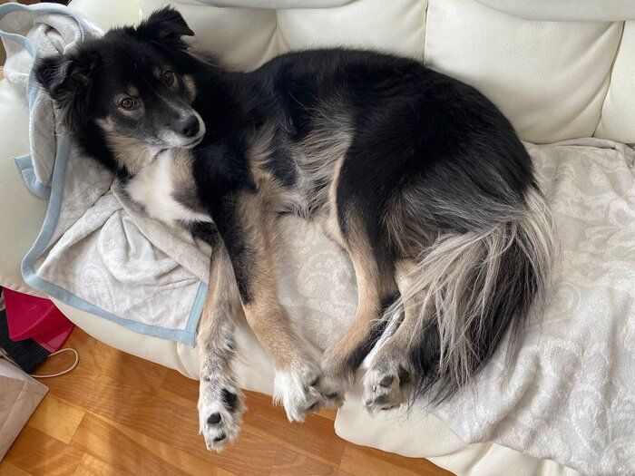 ソファでくつろぐ様子の犬