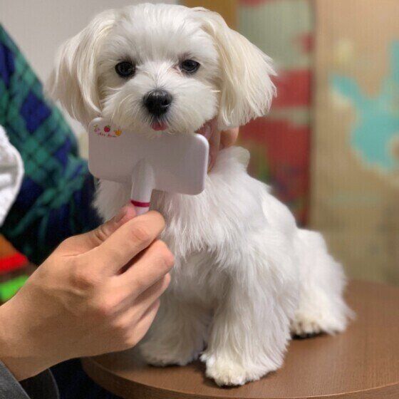 マルチーズ