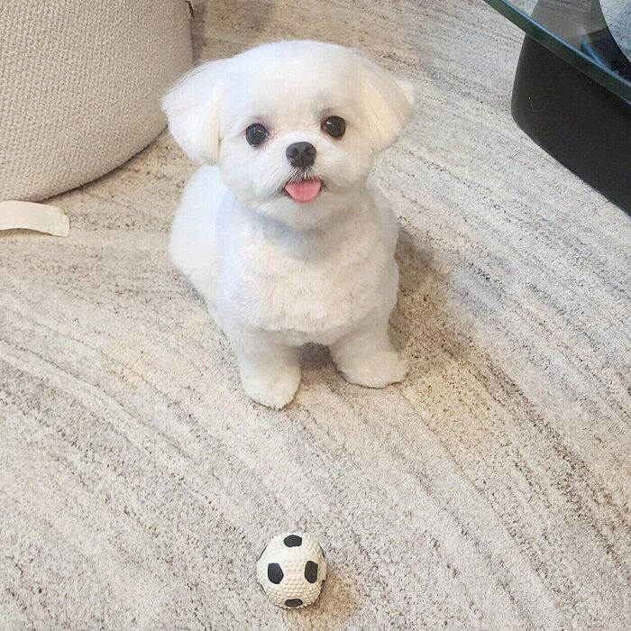 かわいらしい表情で飼い主さんを見つめるやさしいいぬちゃん