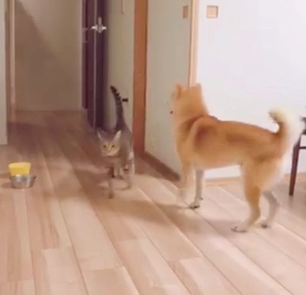 待つ柴犬
