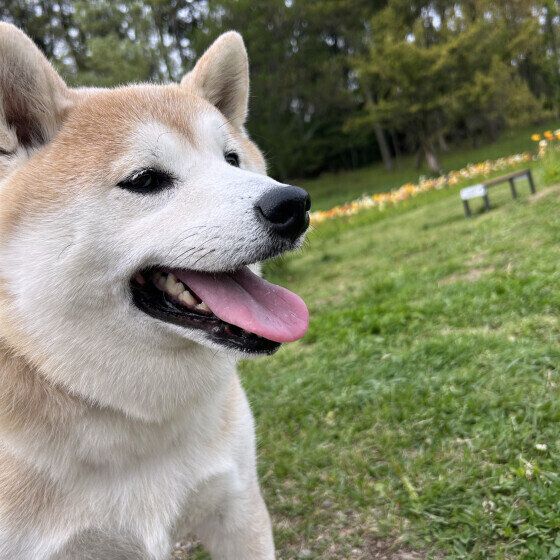 お散歩中の柴犬