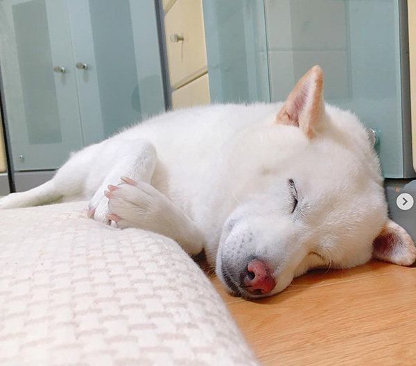 白柴のきなこちゃん