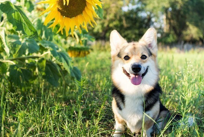 ひまわりの花と犬