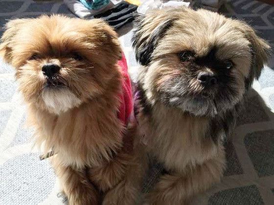 見つめる犬