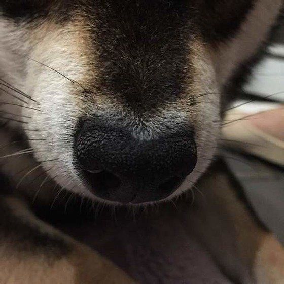 黒柴