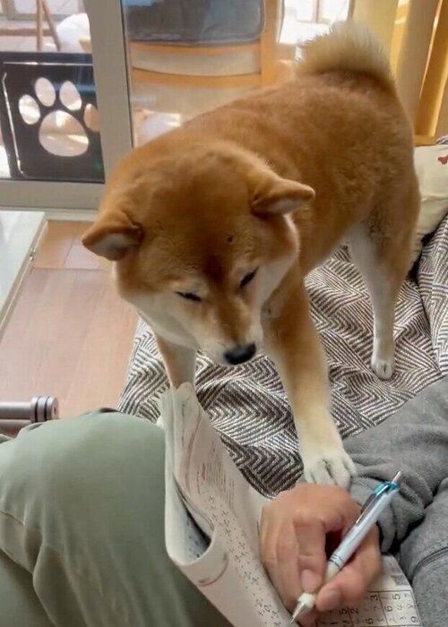 かまってアピールをするあさむらさん