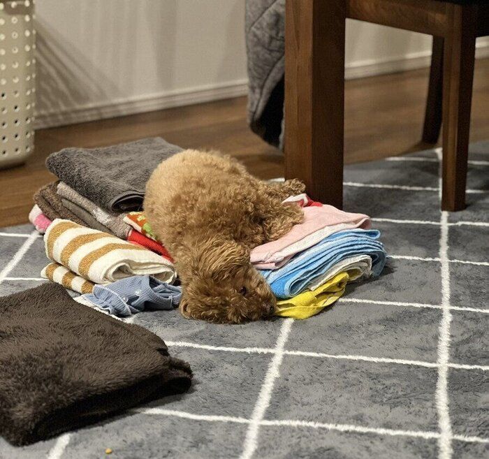 洗濯物の上で眠るポムちゃん