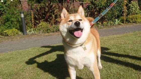 散歩する柴犬