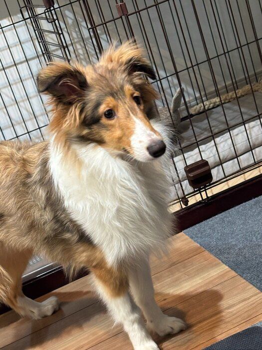 生後5カ月のシェットランド・シープドッグ