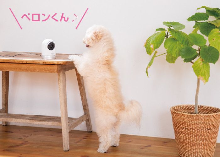 スマホを通じて、外出中もコミュニケーション!愛犬との絆が強まりそう