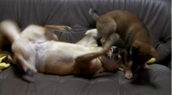ケンカする犬