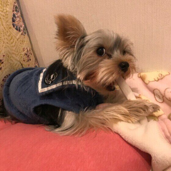 おやつを食べる犬(メス、ヨークシャー・テリア)