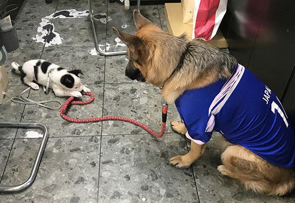 シェパードと子犬