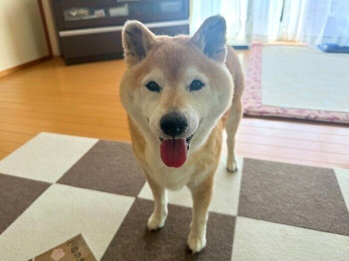 健康診断で大きな問題は見つからなかったけれど、いつかの準備を始めた柴犬マロたん14歳9ヶ月