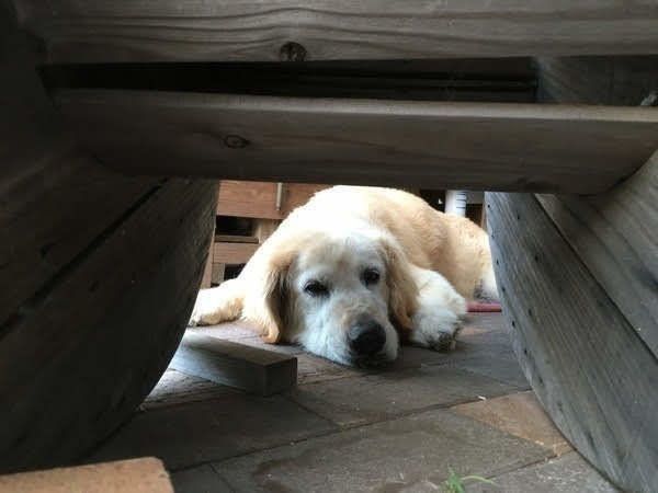床に寝る犬