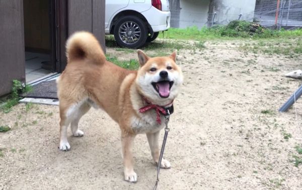 遊ぶ柴犬