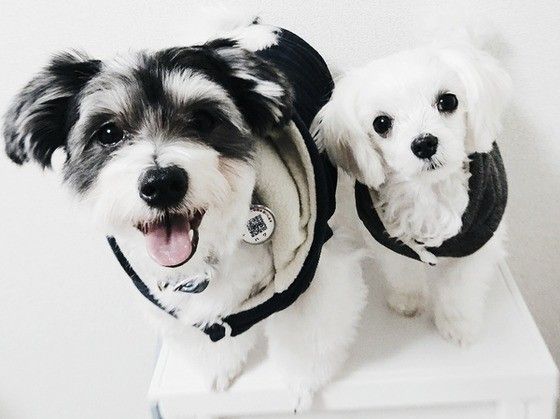 寄り添う犬