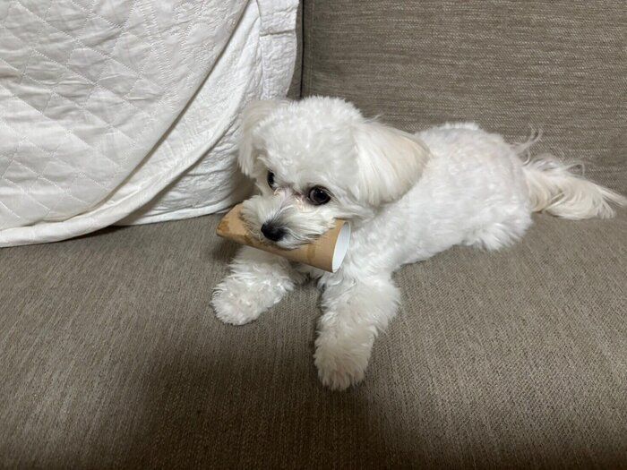 大きくなってもトイレットペーパーの芯で遊ぶ犬（1才）