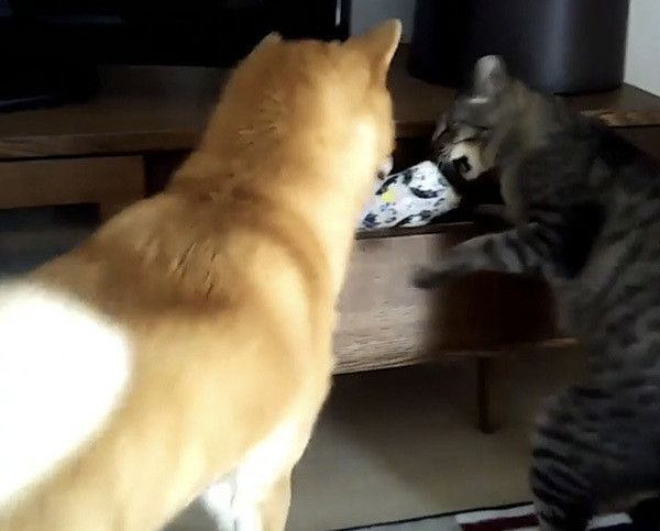 柴犬と猫