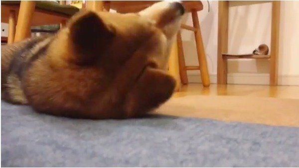 柴犬