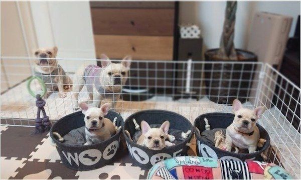 フレブルfamily