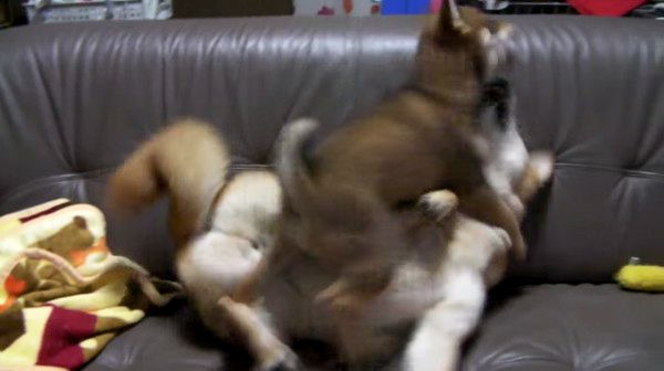 ケンカする犬
