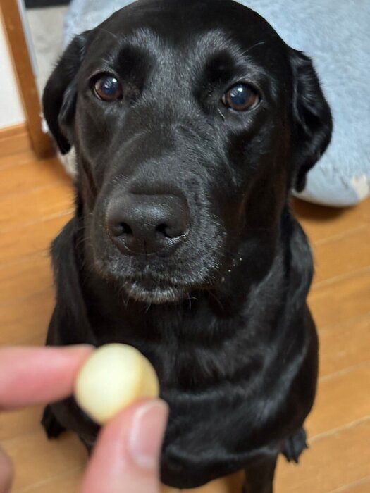 おやつを待っているラブラドールレトリバー