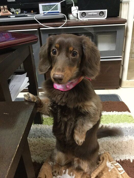 カニンヘンダックスのEINちゃん