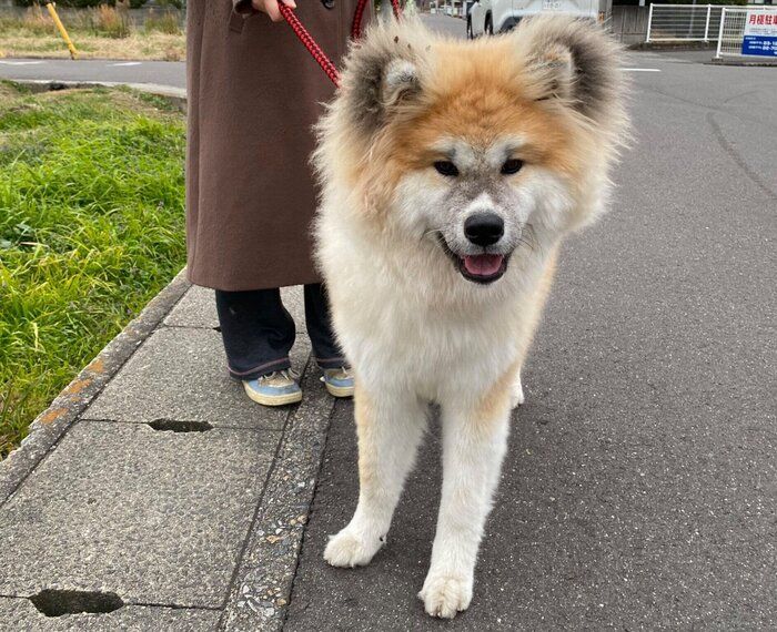 楽しくお散歩中のちゃちゃみちゃん