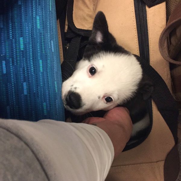 保護犬