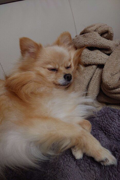 眠るポメラニアン