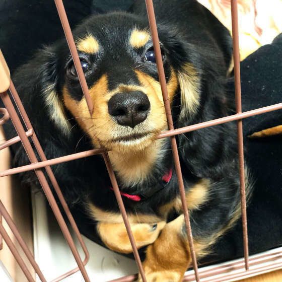 ケージに入って見つめる犬