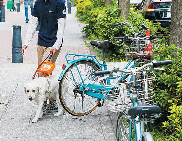 盲導犬