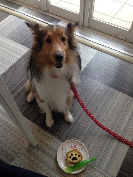 賢くご飯を食べるサインを待ってるモモちゃん