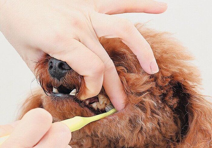下の後臼歯・前臼歯のみがき方