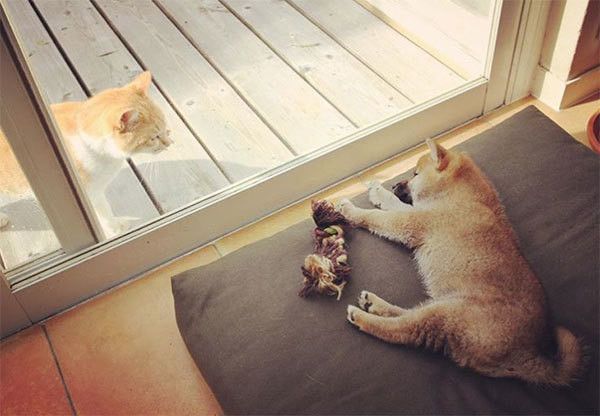 柴犬と猫