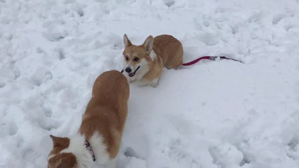 雪あそび
