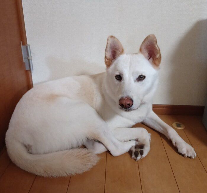 保護犬施設で出会った8才の元野犬と家族に ともに過ごした2年で見せてくれた“穏やかな成長”