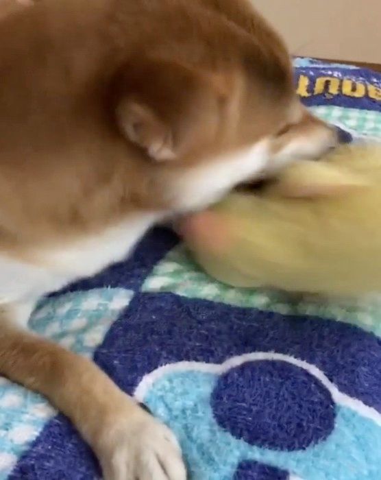 遊ぶ柴犬